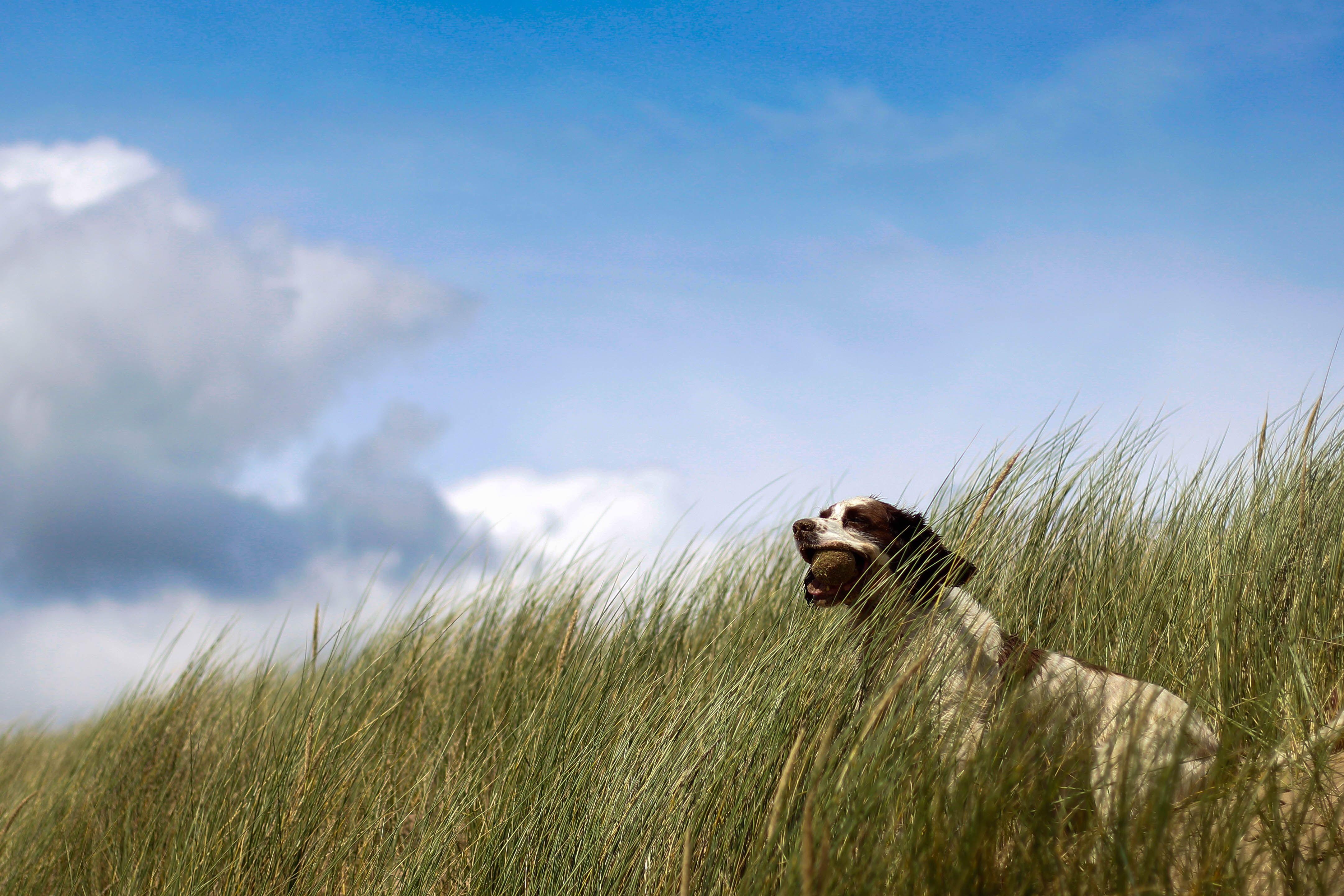 A dog in grass