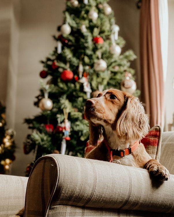 Ten great Christmas present ideas for your dog
