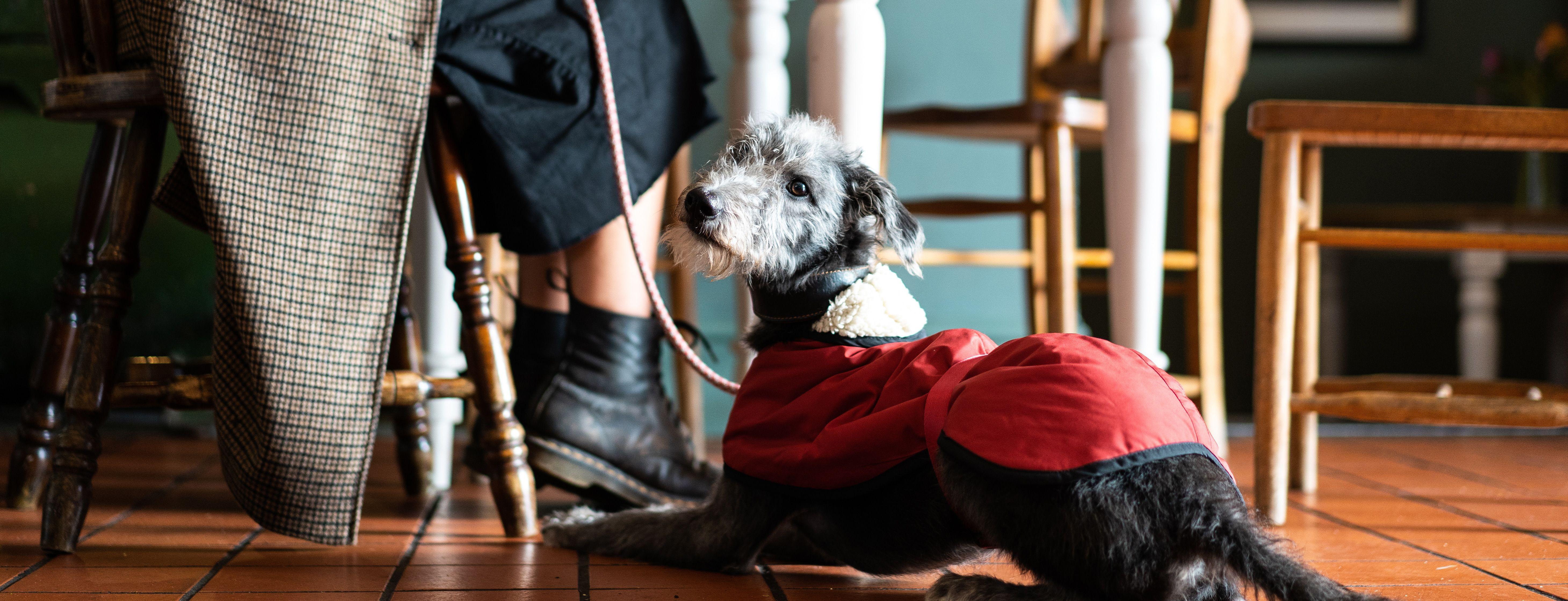 Five Dogfriendly Pubs in Herefordshire Paws & Stay