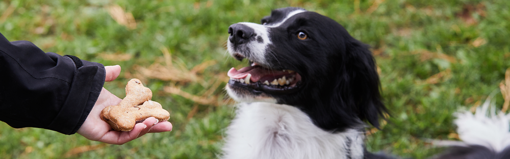 How to make birthday biscuits for your dog | Paws & Stay