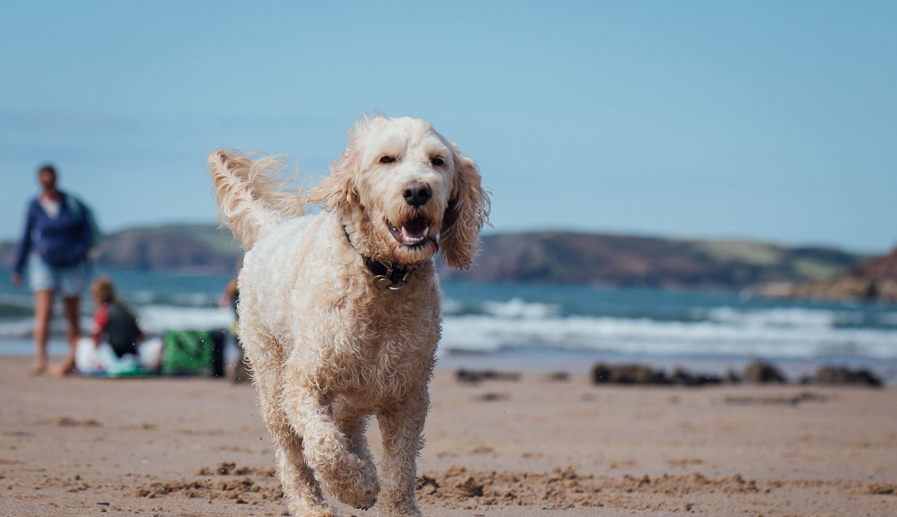 Dog-friendly holidays in Devon | Paws & Stay