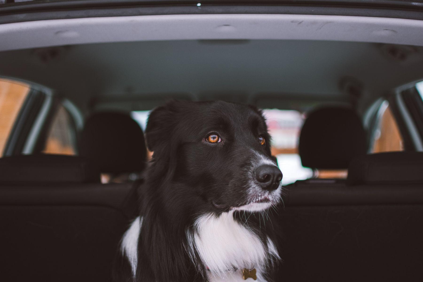 Dog sat in the boot of a car