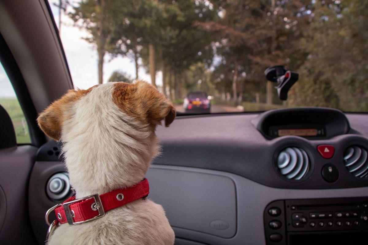 Dog sat in the front seat of a car