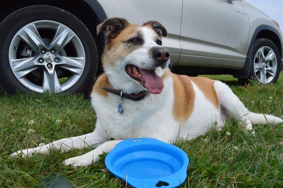 Dog sat by car with water bowl