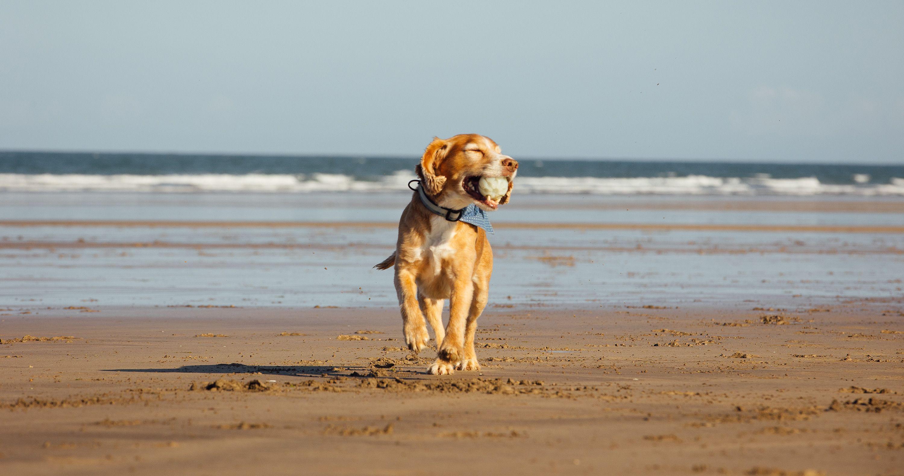 Our favourite dogfriendly beaches in Devon Paws & Stay
