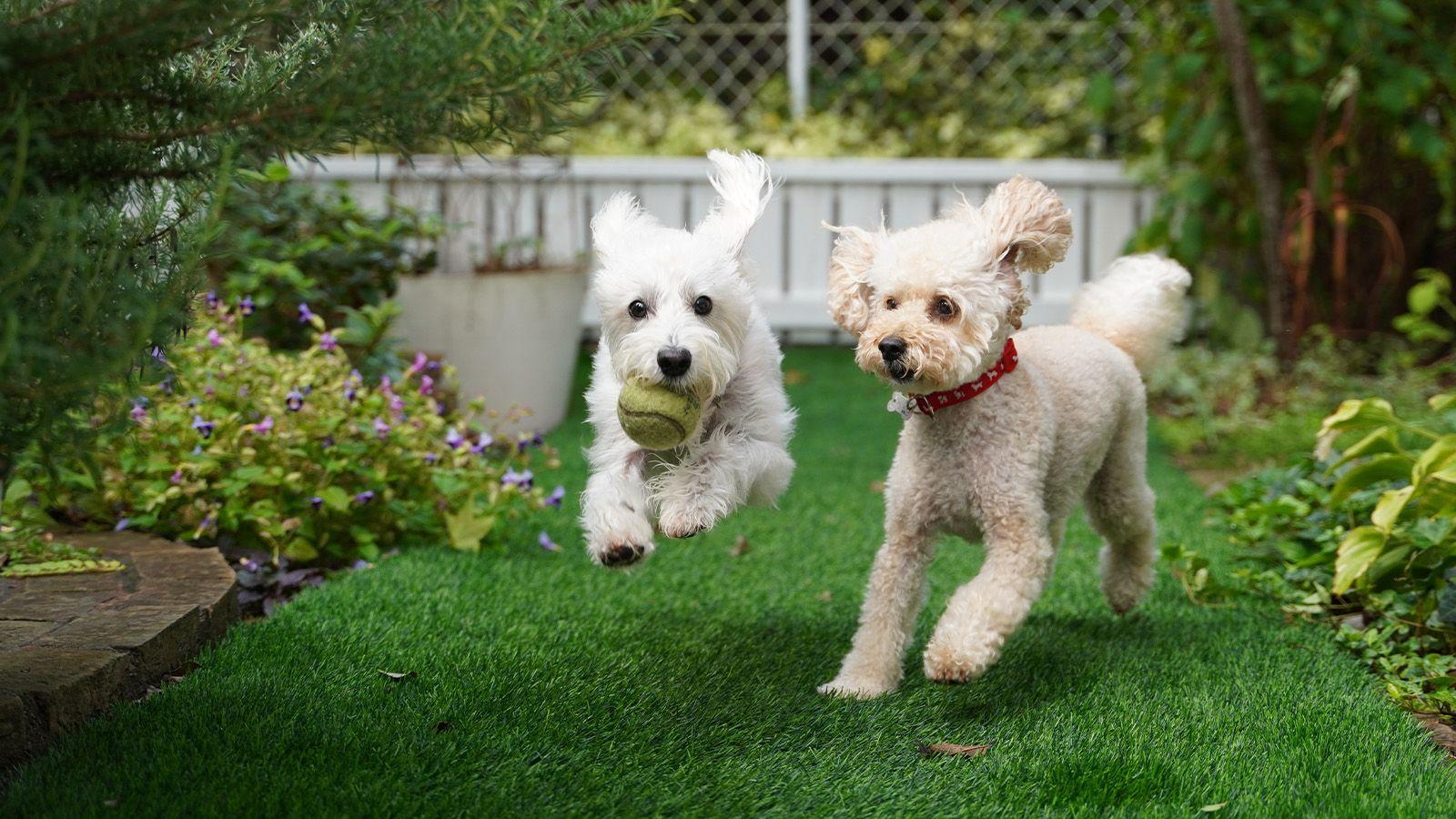 Our favourite dog friendly cottages in Cornwall with enclosed