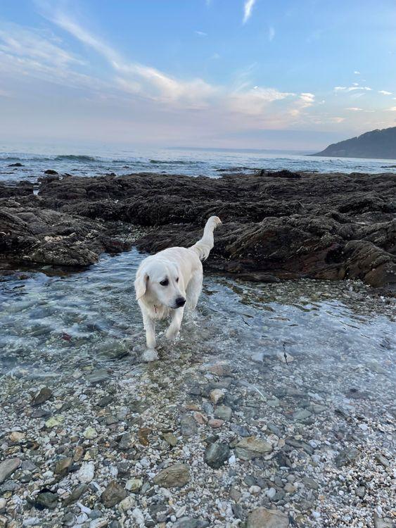 Our dogfriendly holiday guide to Truro and the Roseland Peninsula
