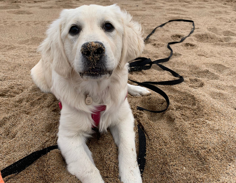 Our dogfriendly holiday guide to Truro and the Roseland Peninsula