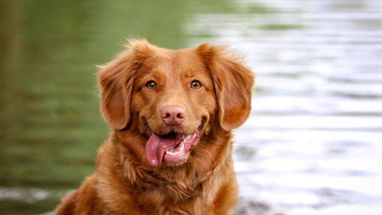 The Five Most Scenic Dog friendly Walks In The Lake District Paws Stay