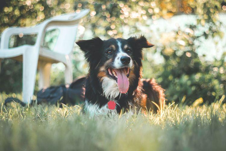 Last minute weekend breaks with dogs 2025