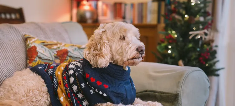A dog on the sofa wearing a Christmas jumper