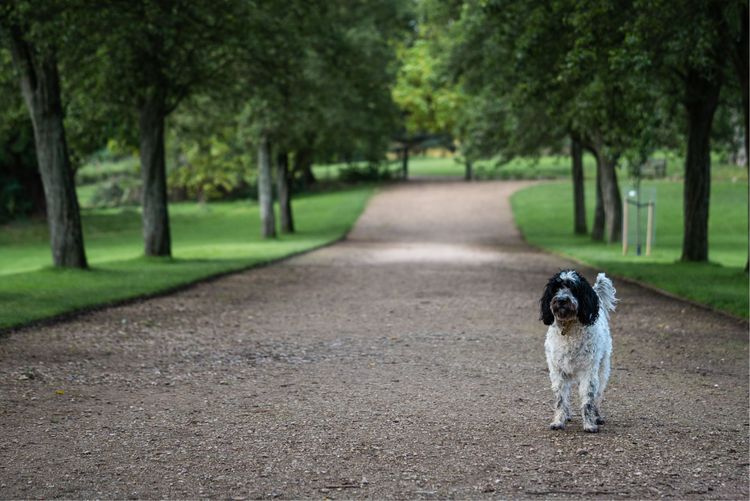 A dog walking on a path