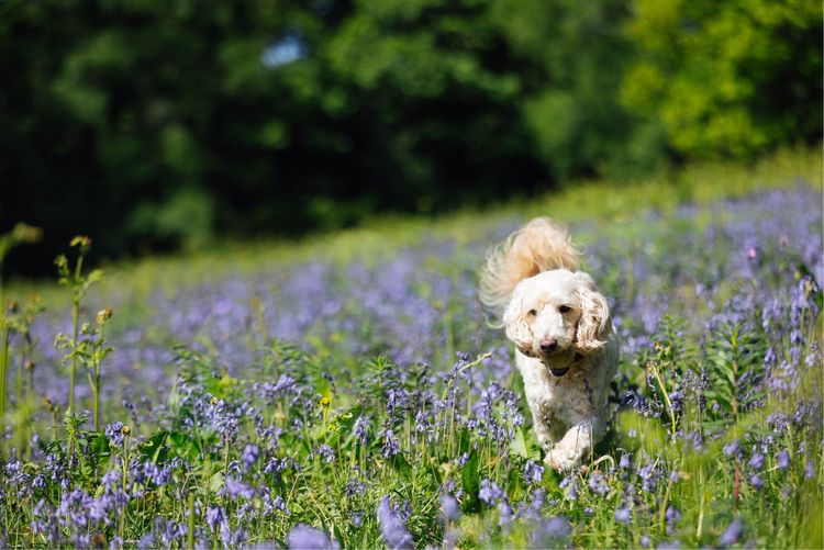 A dog runs through a flower meadow