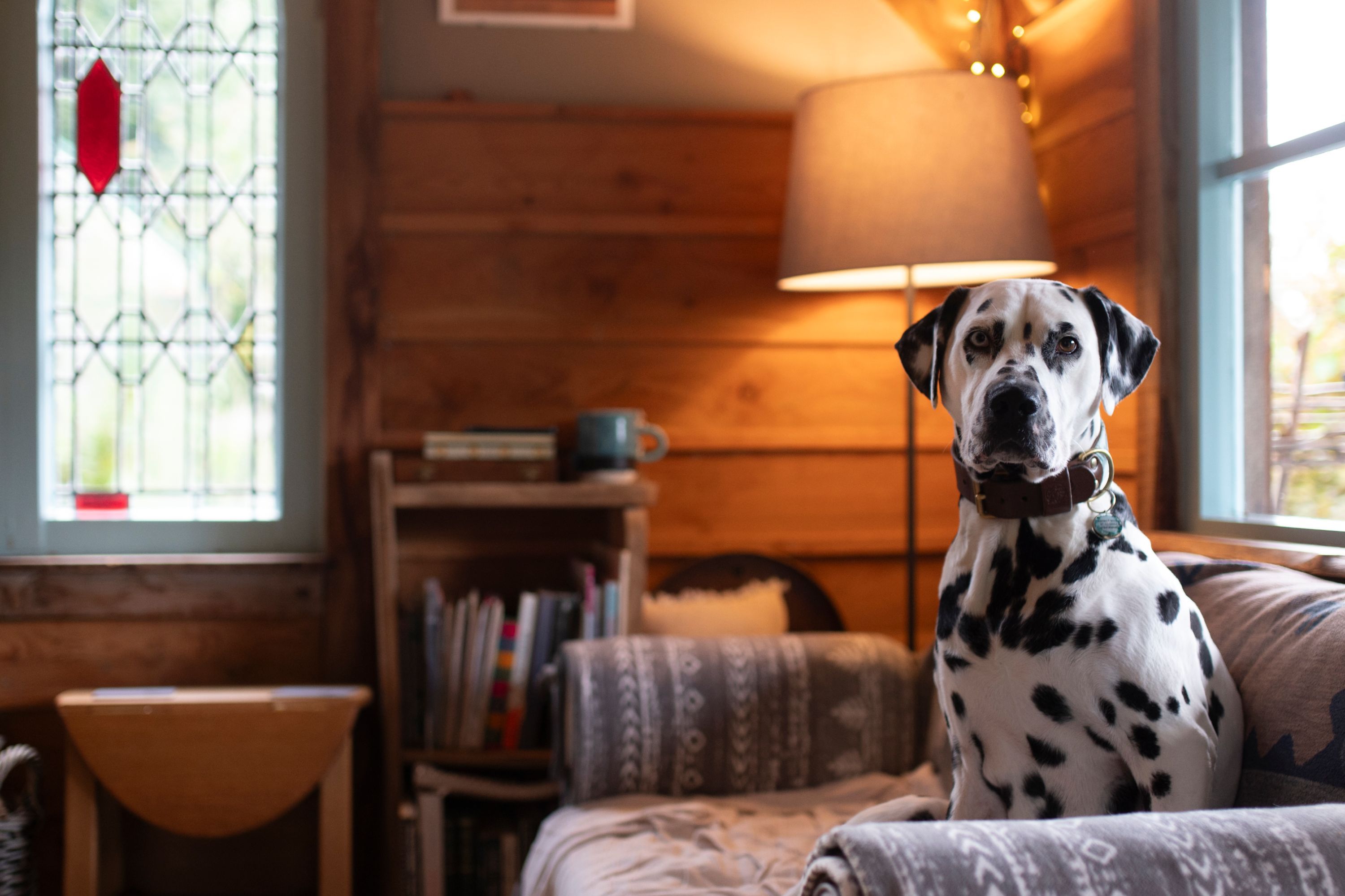 A dog on a sofa