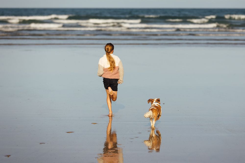 Dog friendly Walks For Your Next Trip To Cornwall Paws Stay dog-friendly-walks-for-your-next-trip-to-cornwall-paws-stay