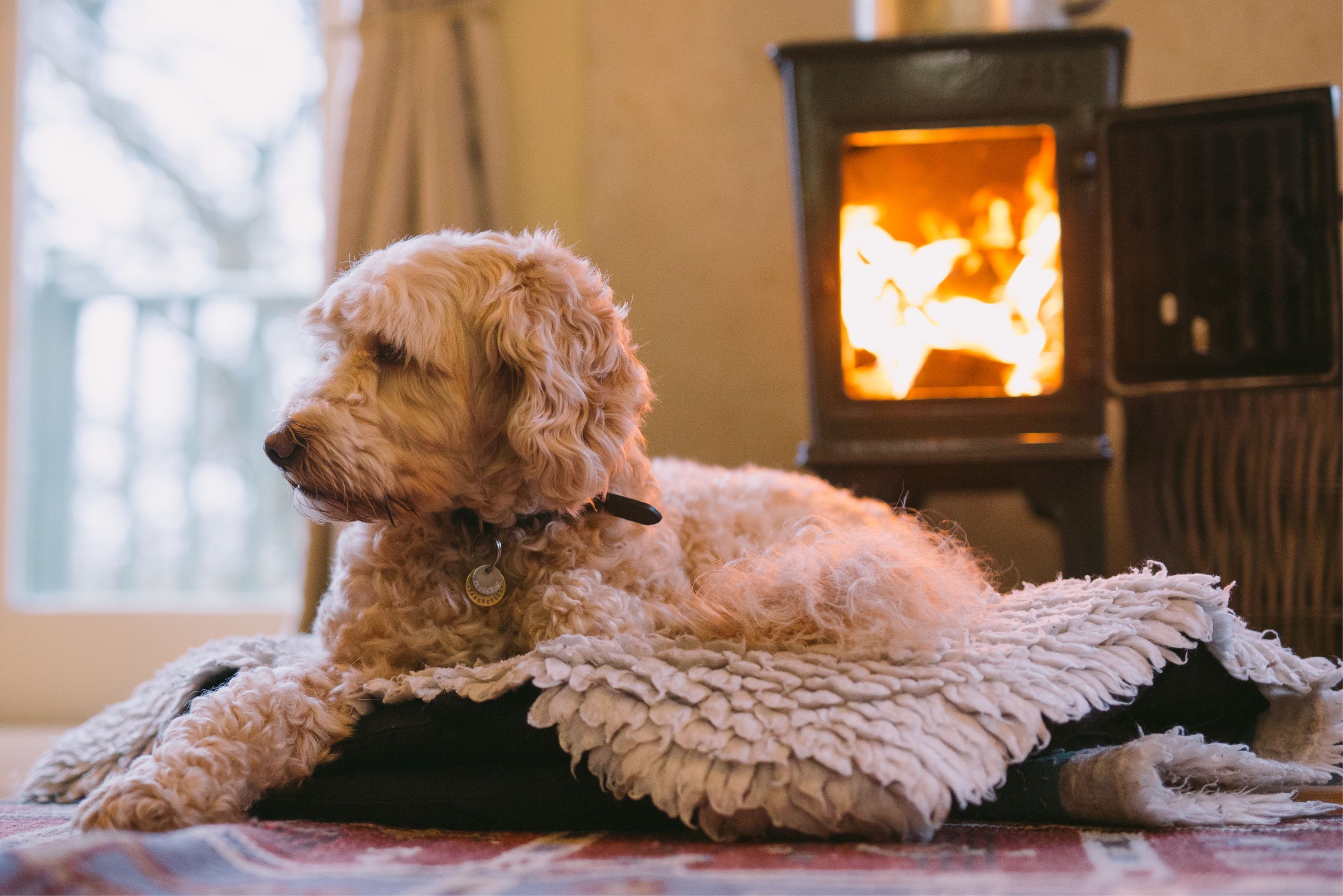 A dog sitting in front of a fire