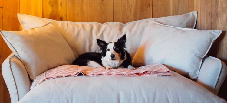 A dog on a sofa