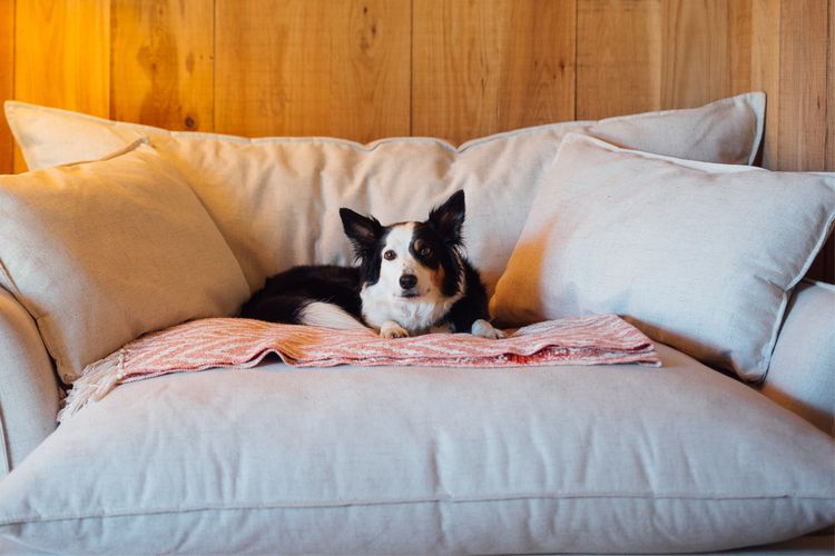 A dog on a sofa