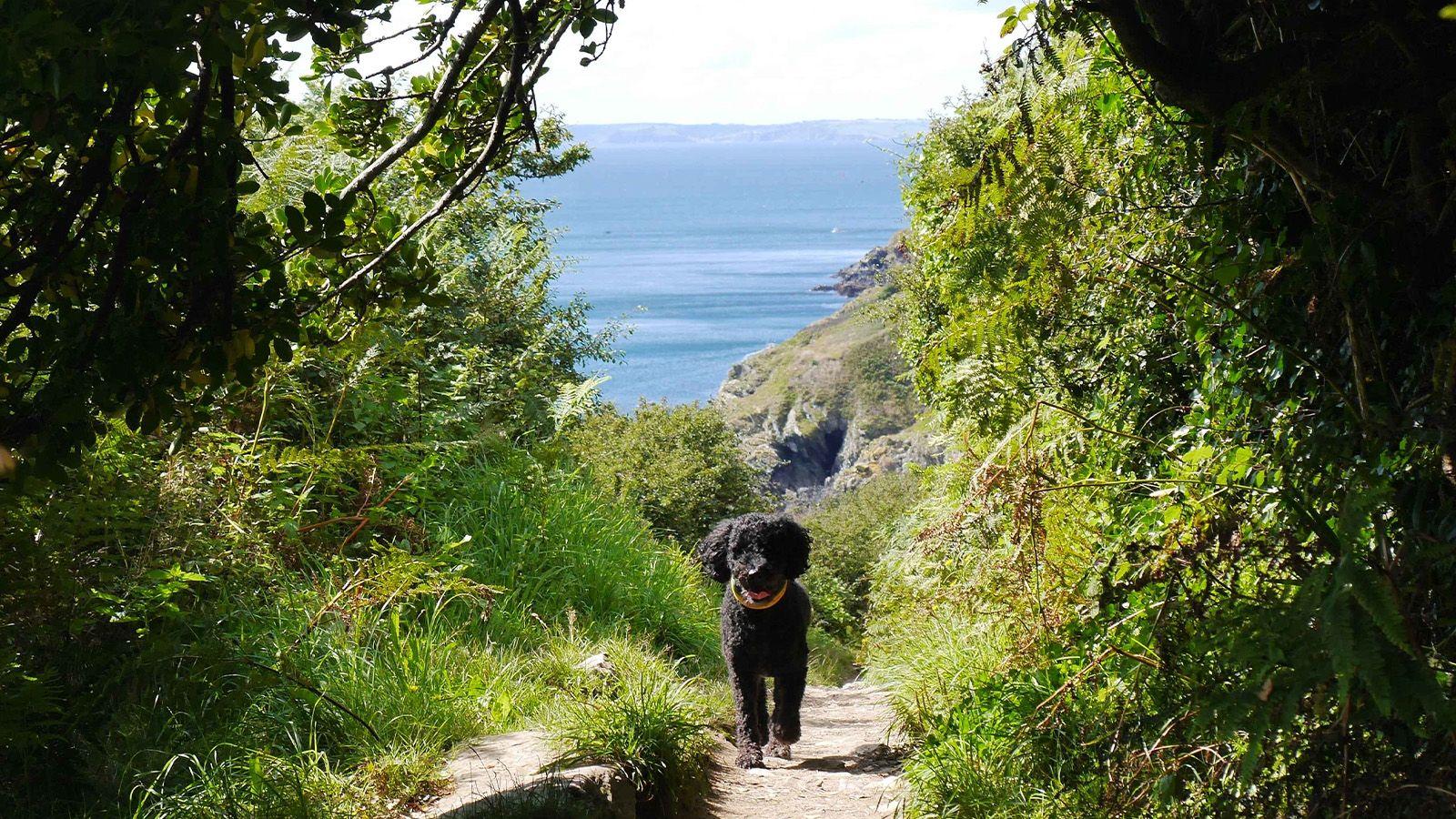 Dog walking with view of Trebarwith Strand, Tintagel