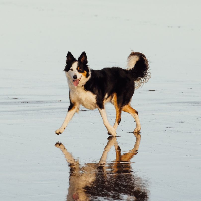 Dog friendly holidays for singles hot sale