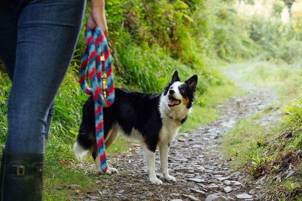 Wales' most scenic dog walks Paws & Stay