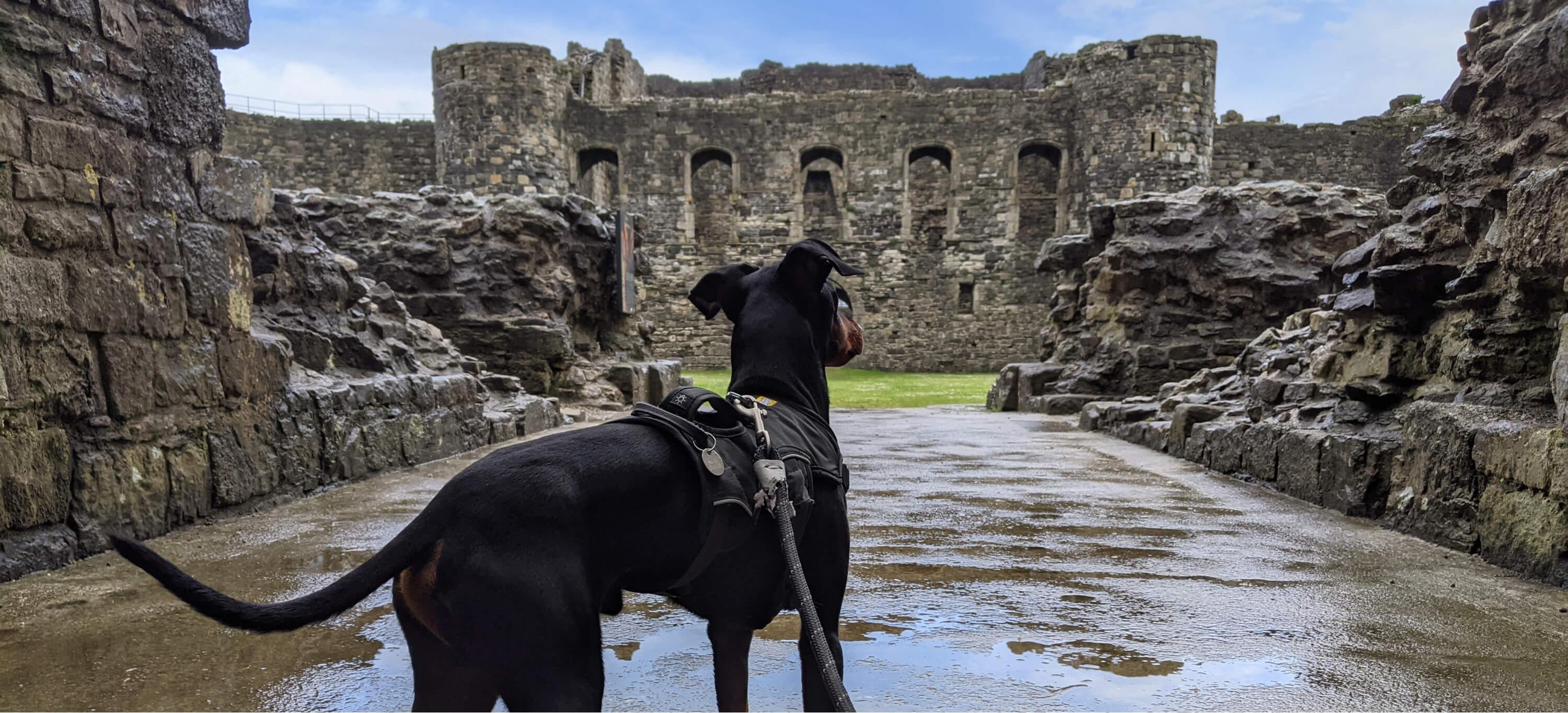 Dogfriendly castles to visit in Wales Paws & Stay