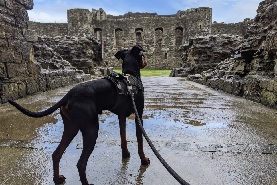 A dog looking at a castle