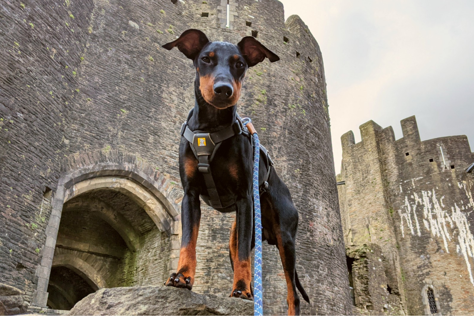A dog with a castle in the background