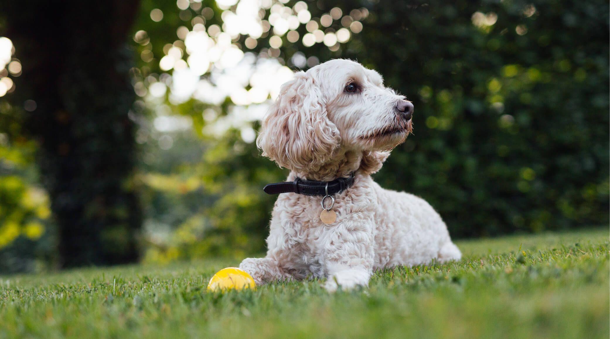 dog-friendly-places-to-stay-in-yorkshire-paws-stay