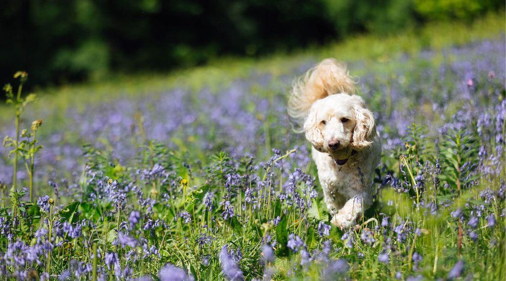 dog-friendly-places-to-stay-in-yorkshire-paws-stay