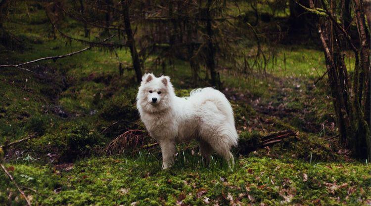 A white dog in a forest