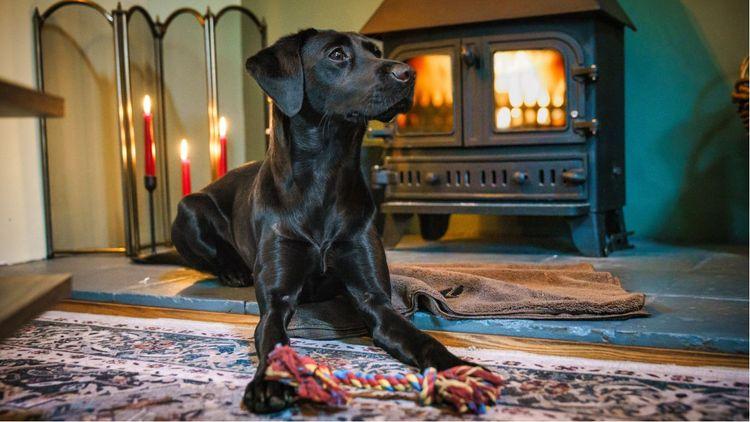 A dog by a wood burner at a dog-friendly cottage