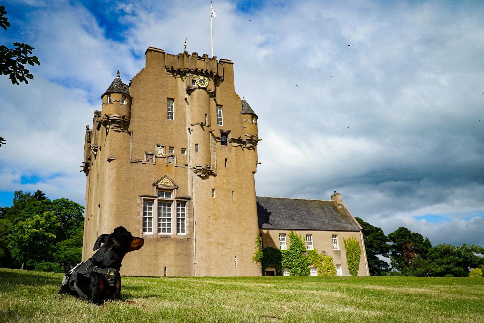 scotland travel with dog