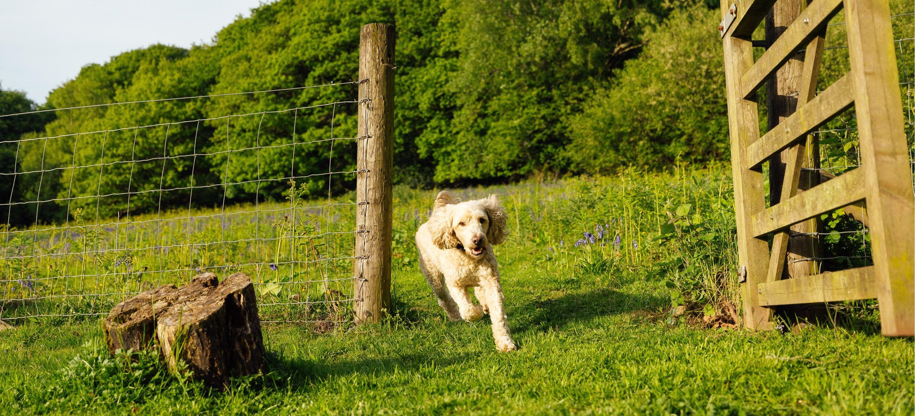 Dogfriendly cottages Paws & Stay