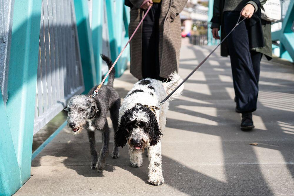 dog friendly things to do on 4th of july
