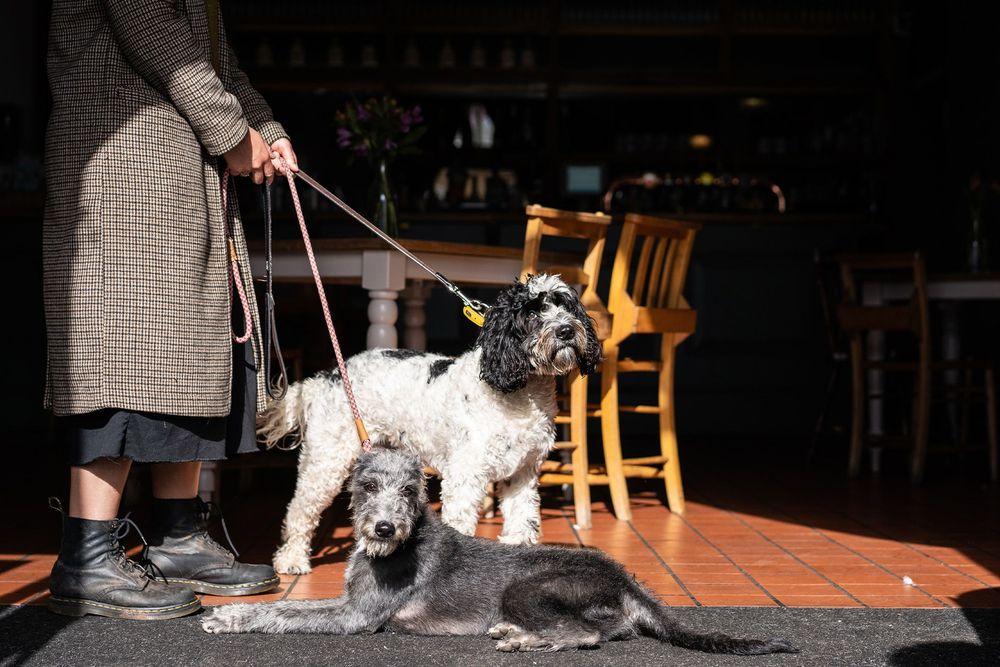 10 of the best dogfriendly pubs and restaurants in the UK Paws & Stay