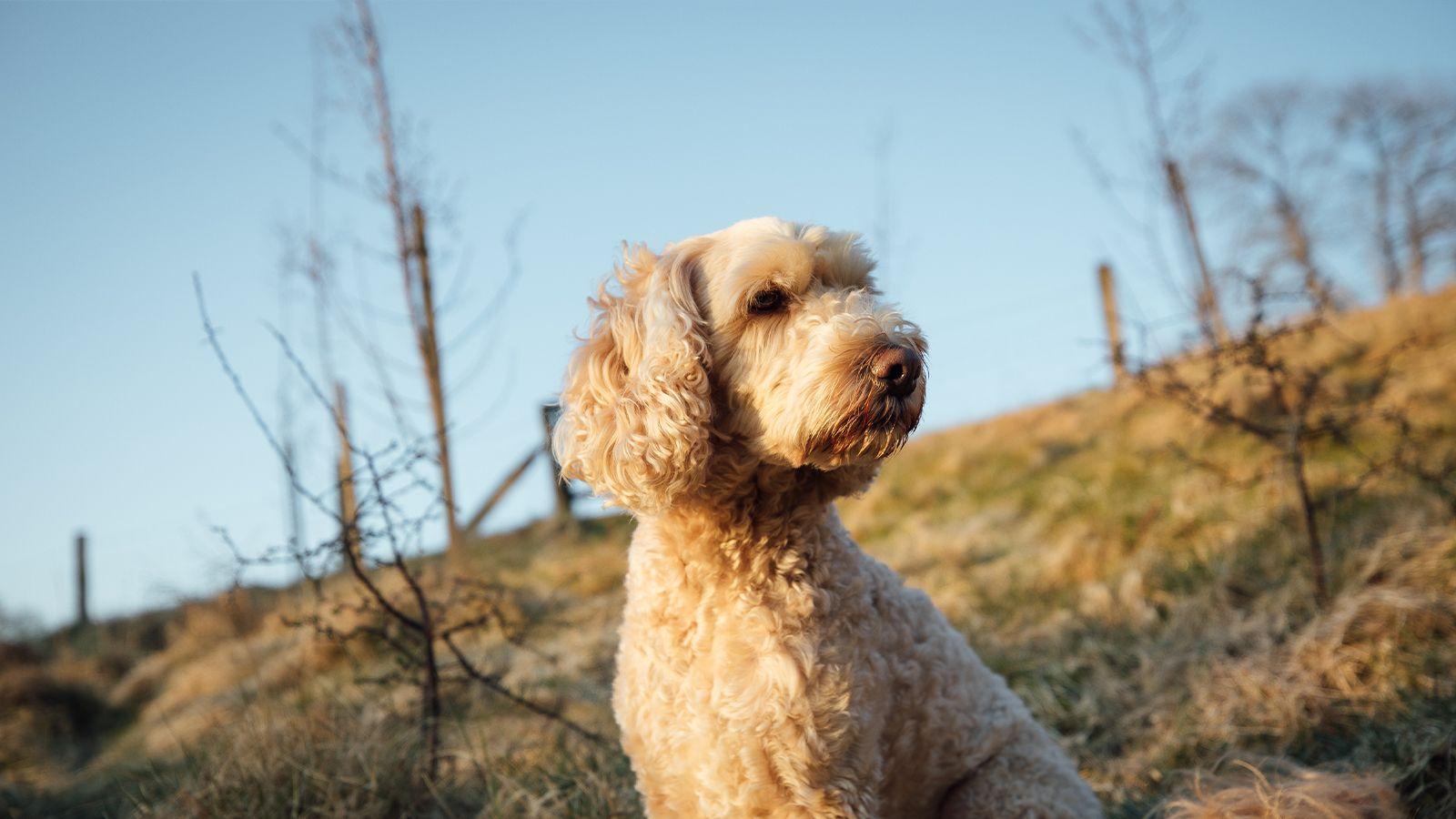Dogfriendly cottages with enclosed gardens Paws & Stay