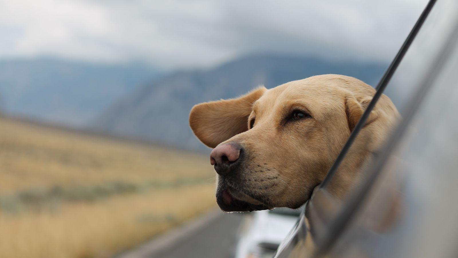 Tips for long car journeys with your dog Paws & Stay