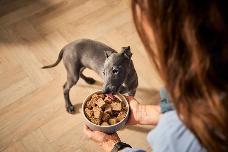 What you need to know about changing dog food by Forthglade