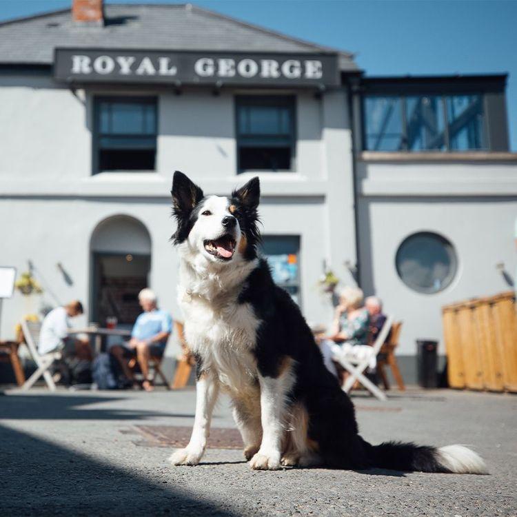 A dog sat outside a pub 