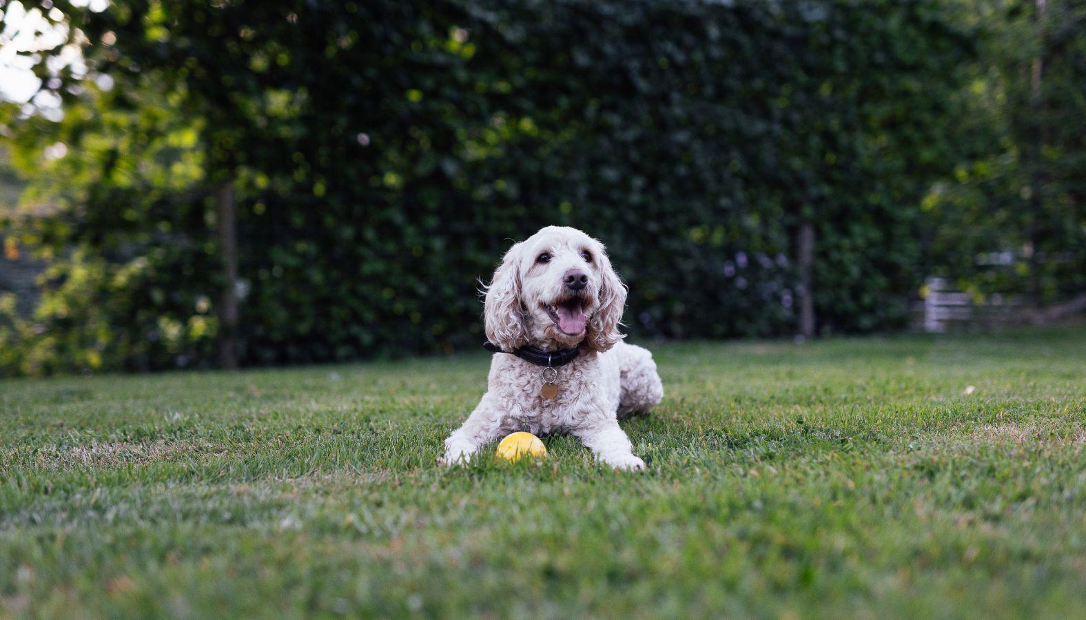 The best dogfriendly days out in Herefordshire Paws & Stay