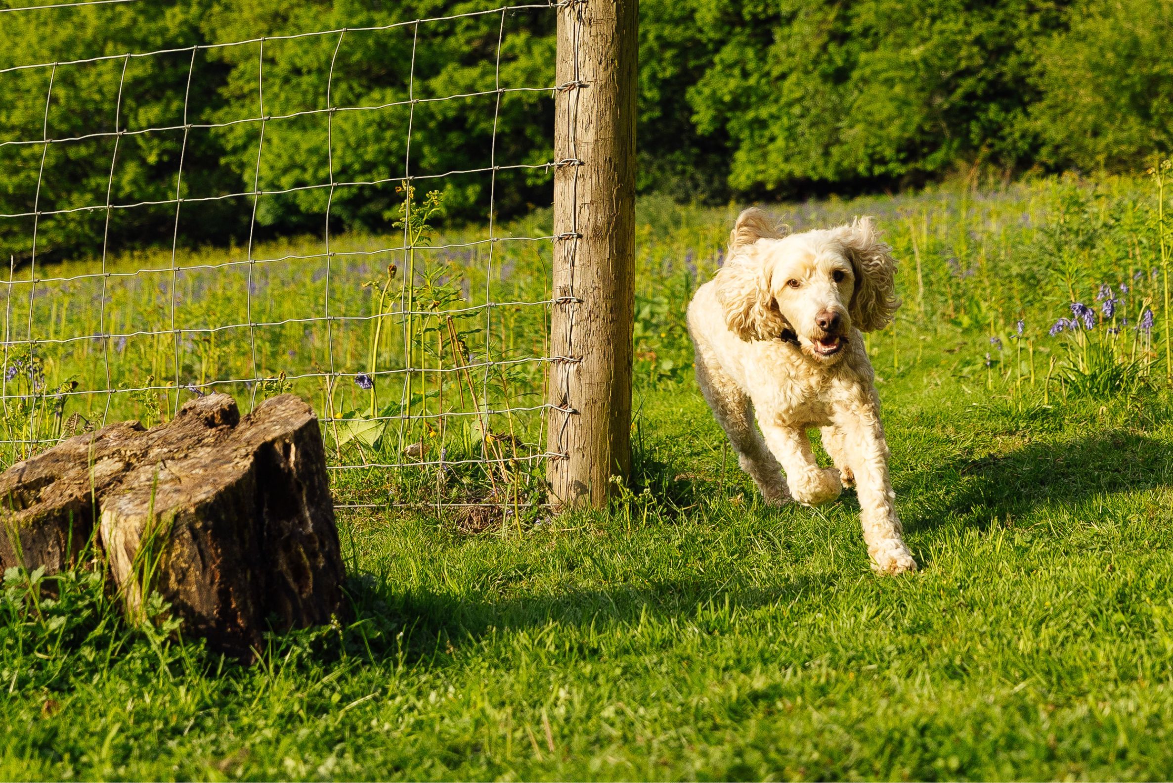 Dog friendly Holidays By Paws Stay Paws Stay dog-friendly-holidays-by-paws-stay-paws-stay