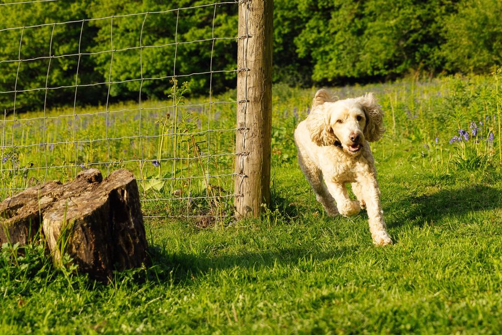 dog-friendly-holidays-by-paws-stay-paws-stay