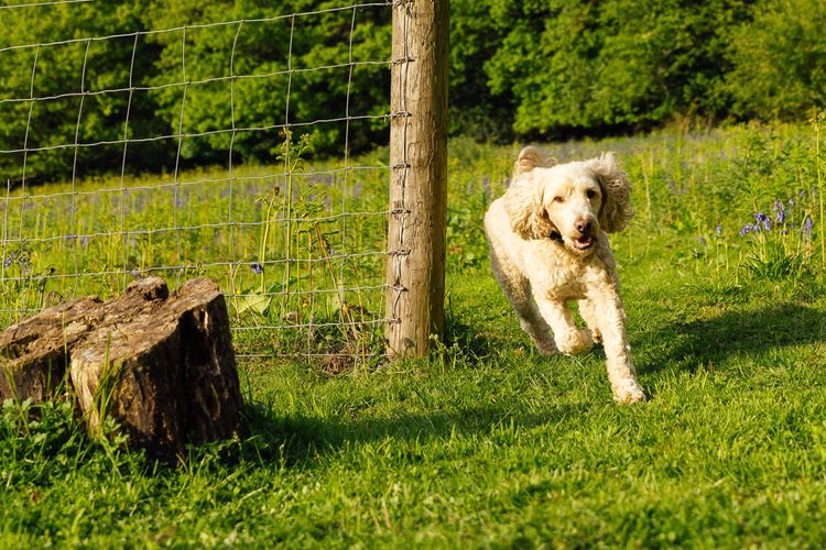 dog friendly day trips uk