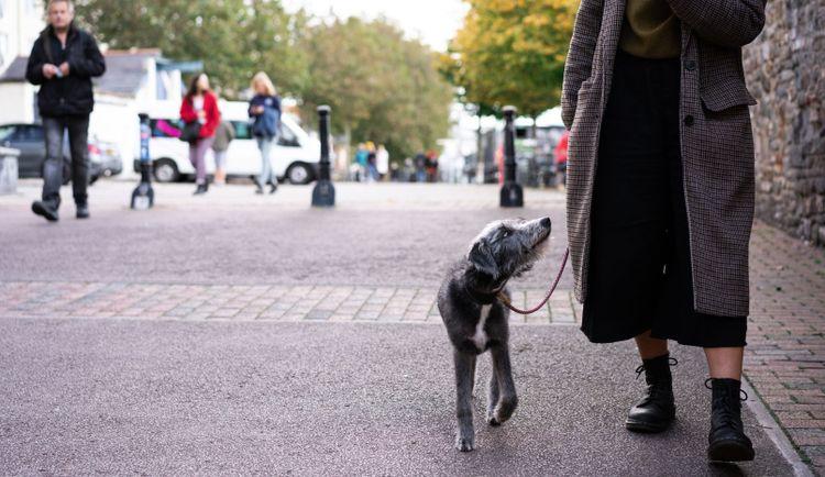 Dog friendly shopping centres 