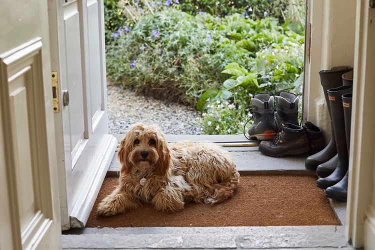 A dog sitting on a door mat