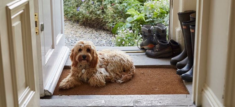 A dog sitting on a door mat