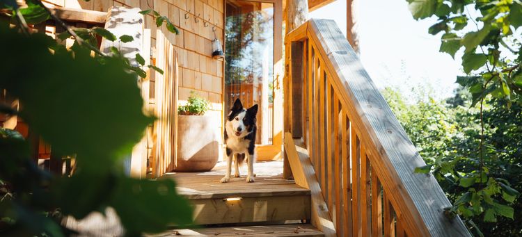 A dog on decking at the top of the stairs