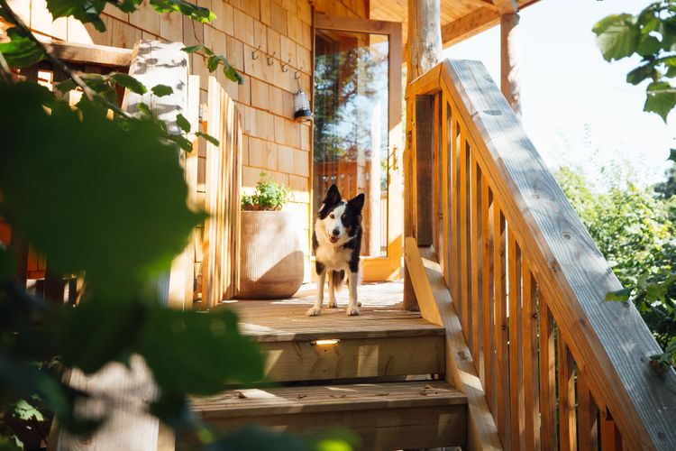 A dog on decking at the top of the stairs