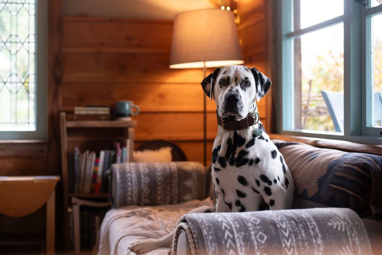 Places for best sale dogs to stay